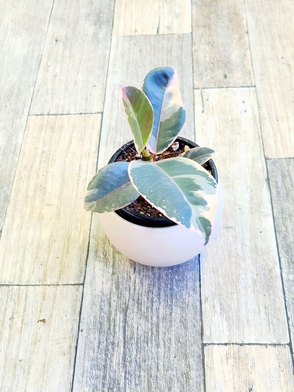 4" Ficus Tineke