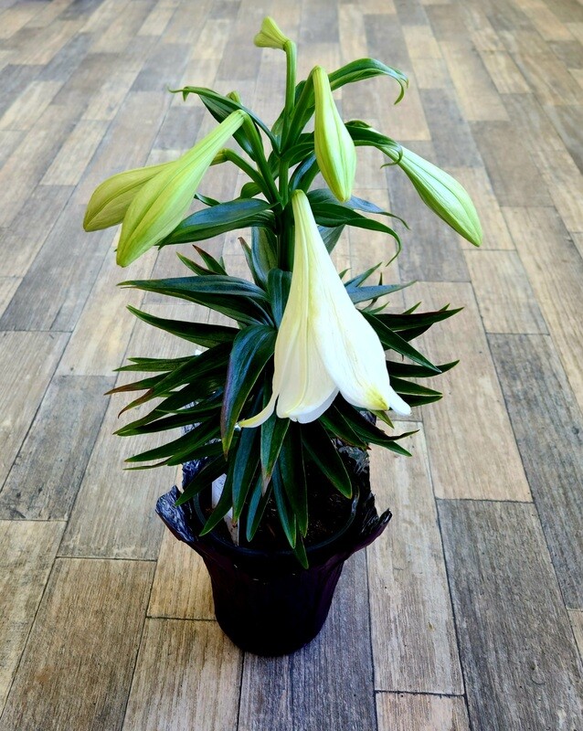 Easter Lily