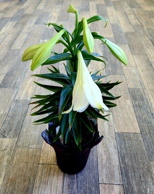 Easter Lily