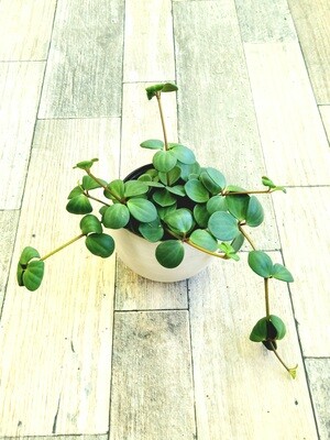 4" Pepperomia Hope