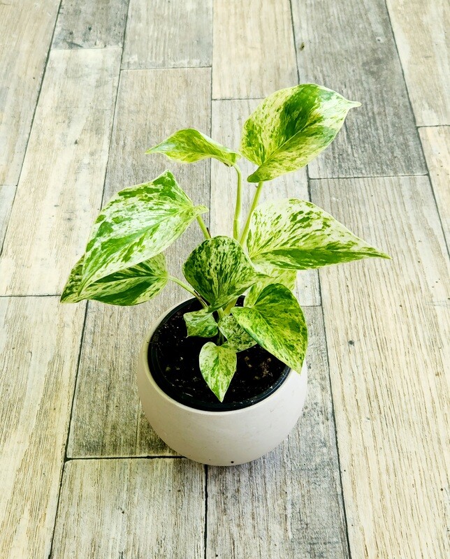 4" Marble Queen Pothos