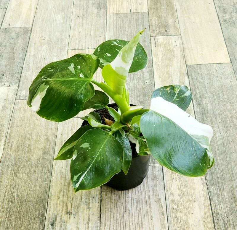 6" Philodendron White Wizard