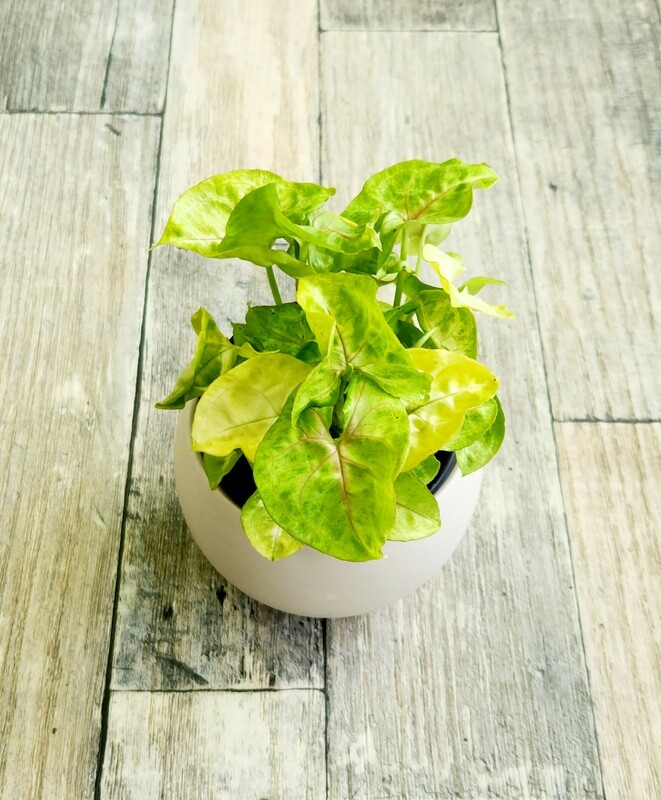 Syngonium Golden Allusion