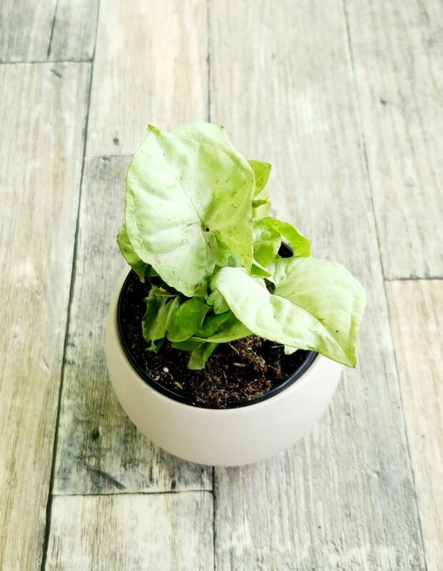 Syngonium Confetti