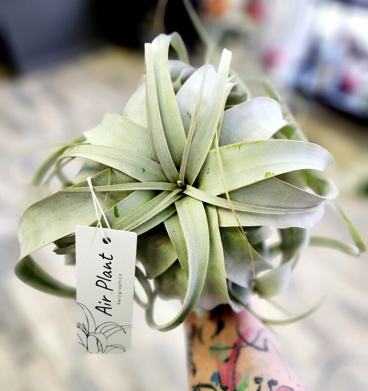 Tillandsia Zerographica