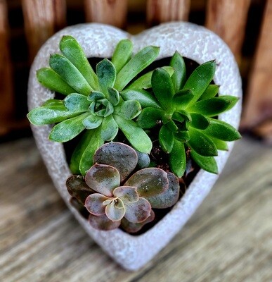 Heart Ceramic Succulent Garden