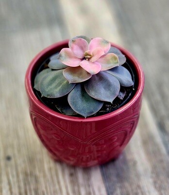Tinted Succulent In Pot