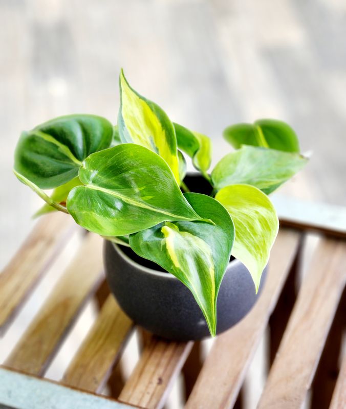 4" Philodendron Lemon Stripe