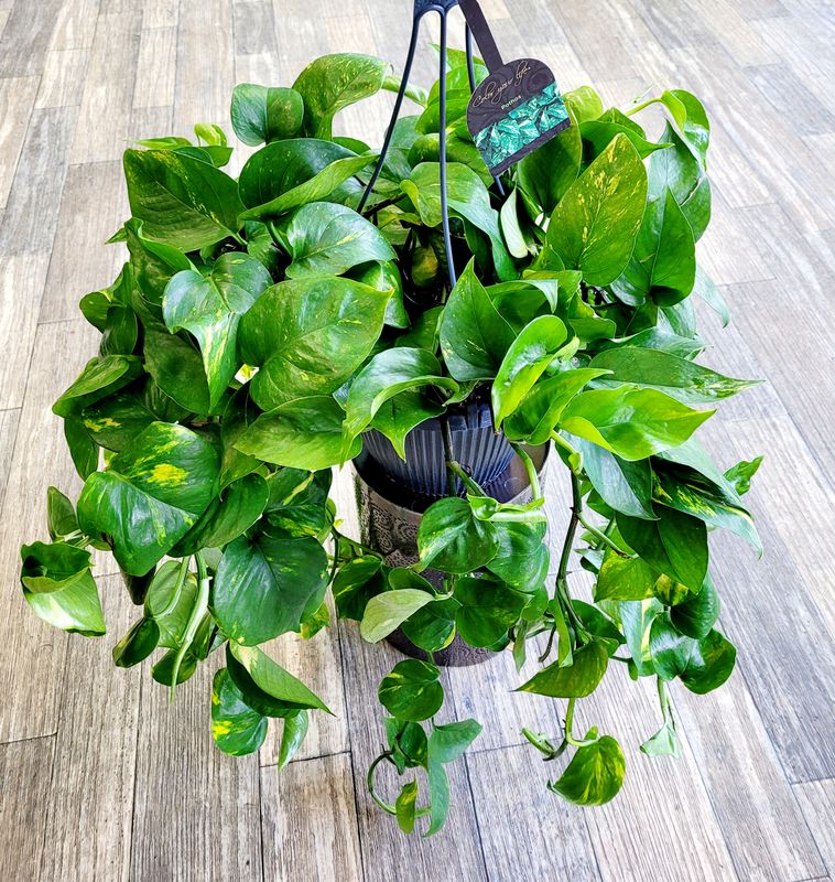 Golden Pothos HB