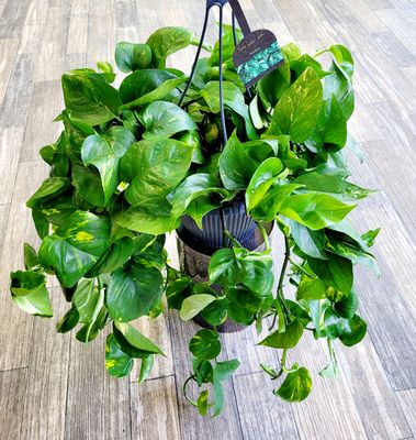 Golden Pothos HB