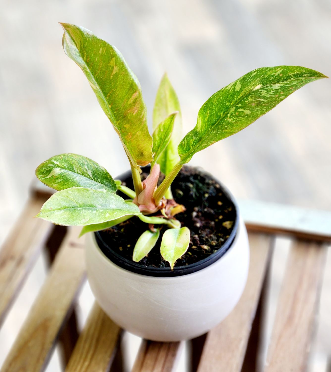 4" Ring Of Fire Philodendron