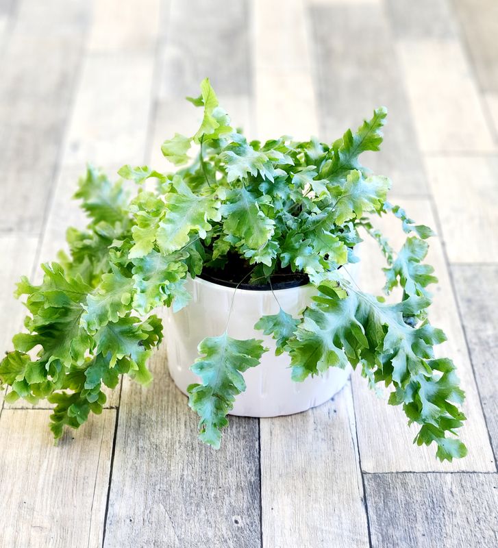 6" Blue Star Davana Fern