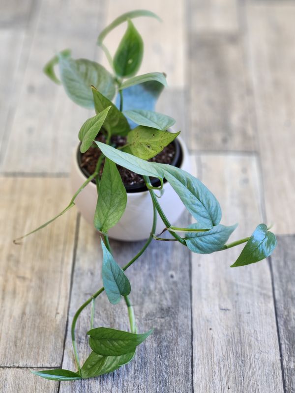 4" Cebu Blue Pothos
