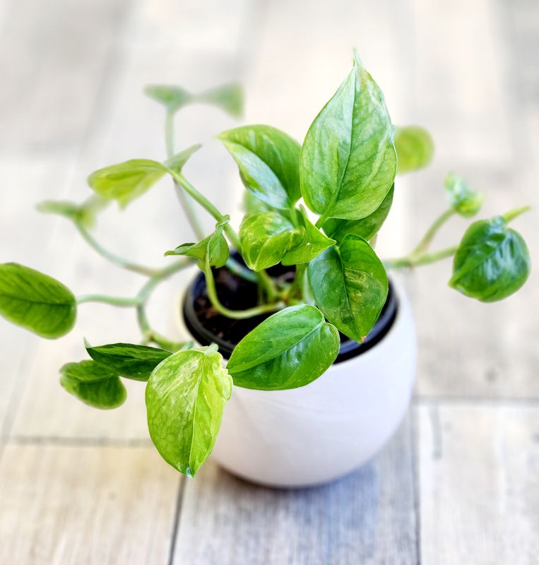 4" Golden Pothos
