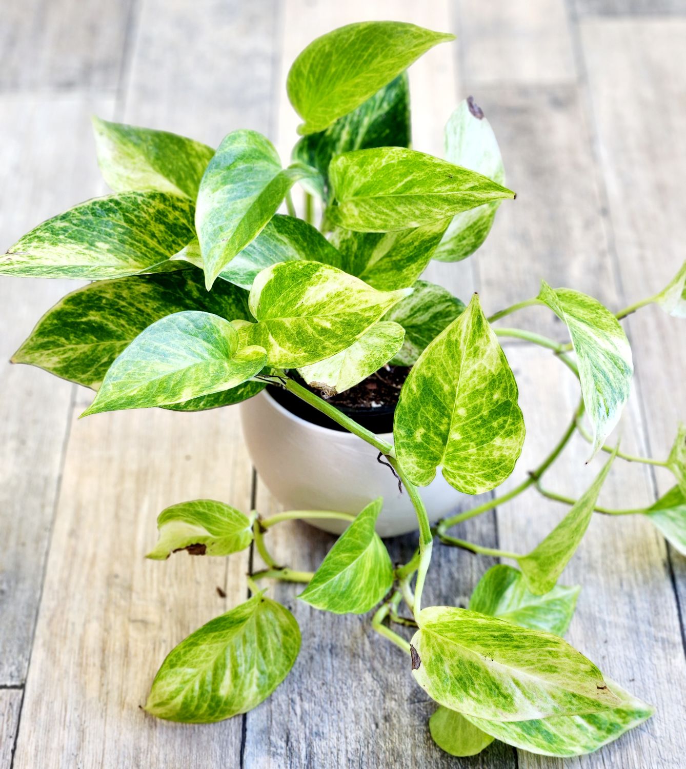 4" Pothos Neon Queen