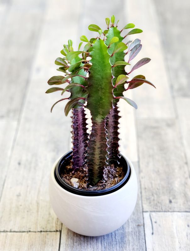 Euphorbia Trigona Rubra