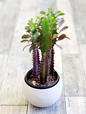 Euphorbia Trigona Rubra