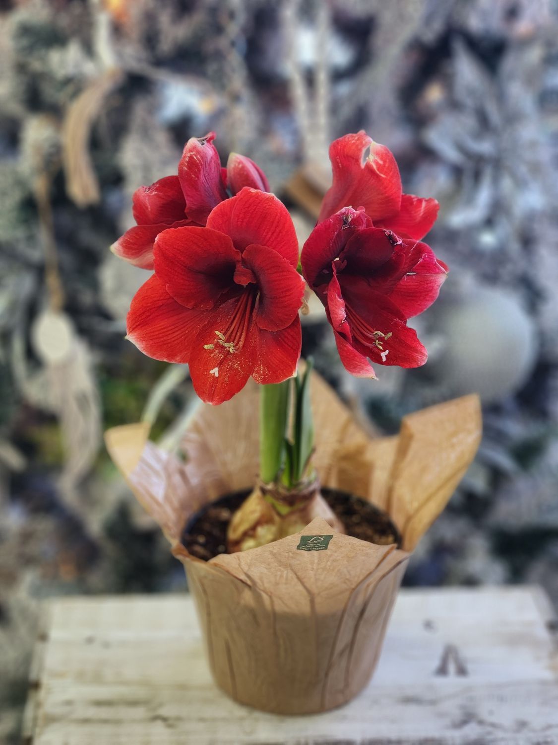 6" Amaryllis