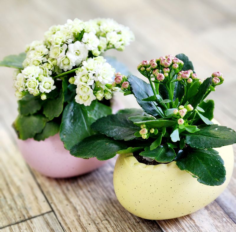 Kalanchoe Mini Egg