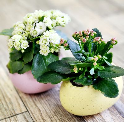 Kalanchoe Mini Egg
