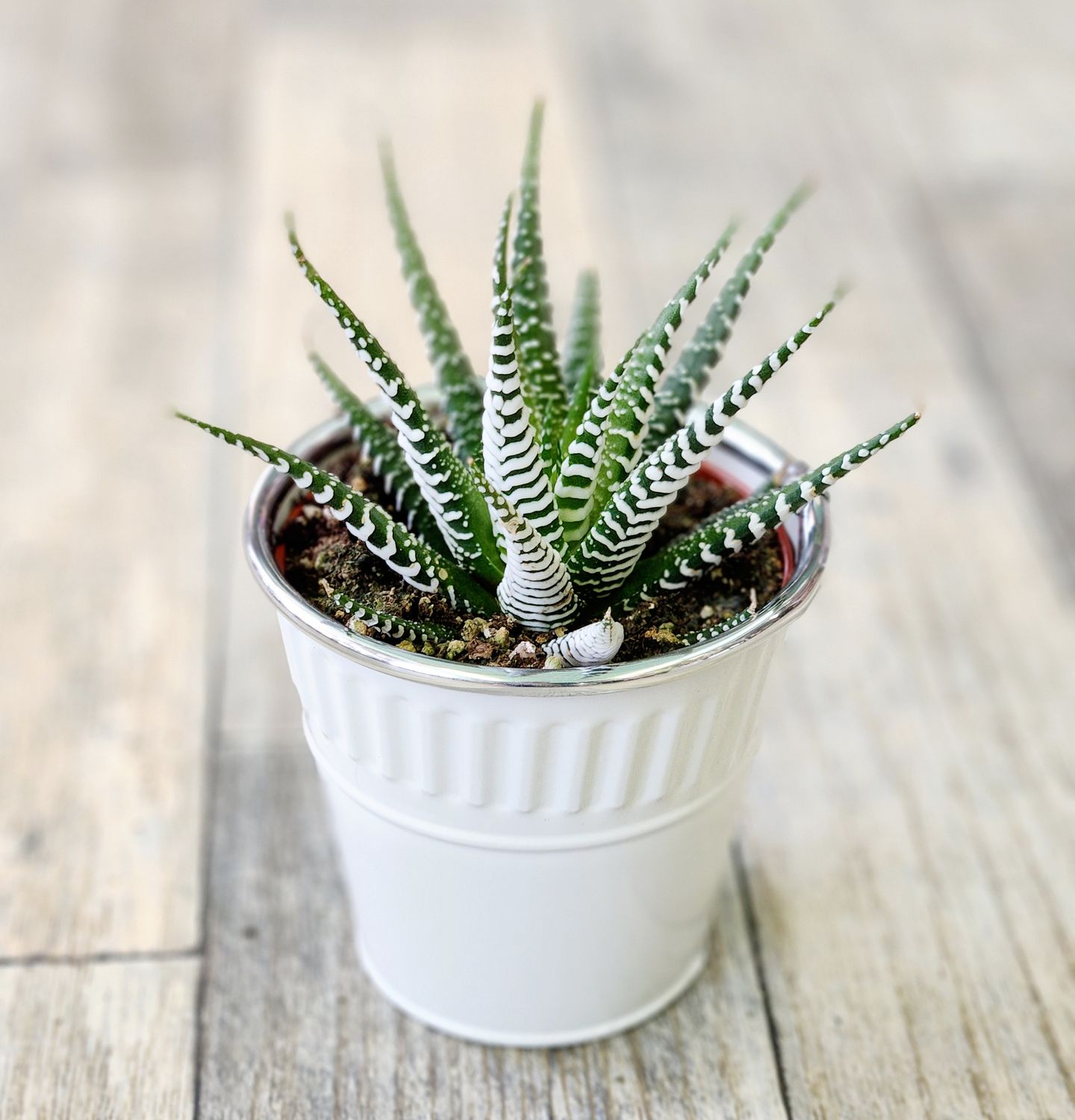 4" Hawthoria Zebra