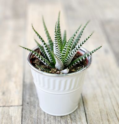 4" Hawthoria Zebra