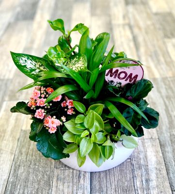 Dish Garden (Lrg)