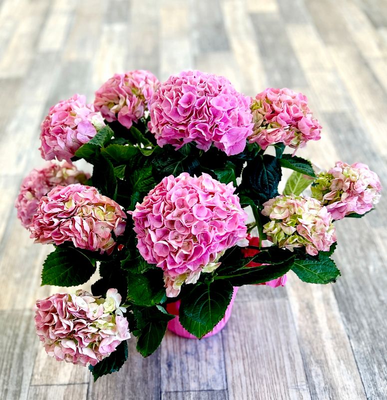 6" Hydrangea