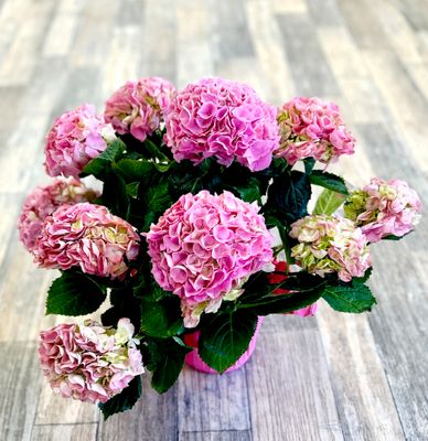 6" Hydrangea