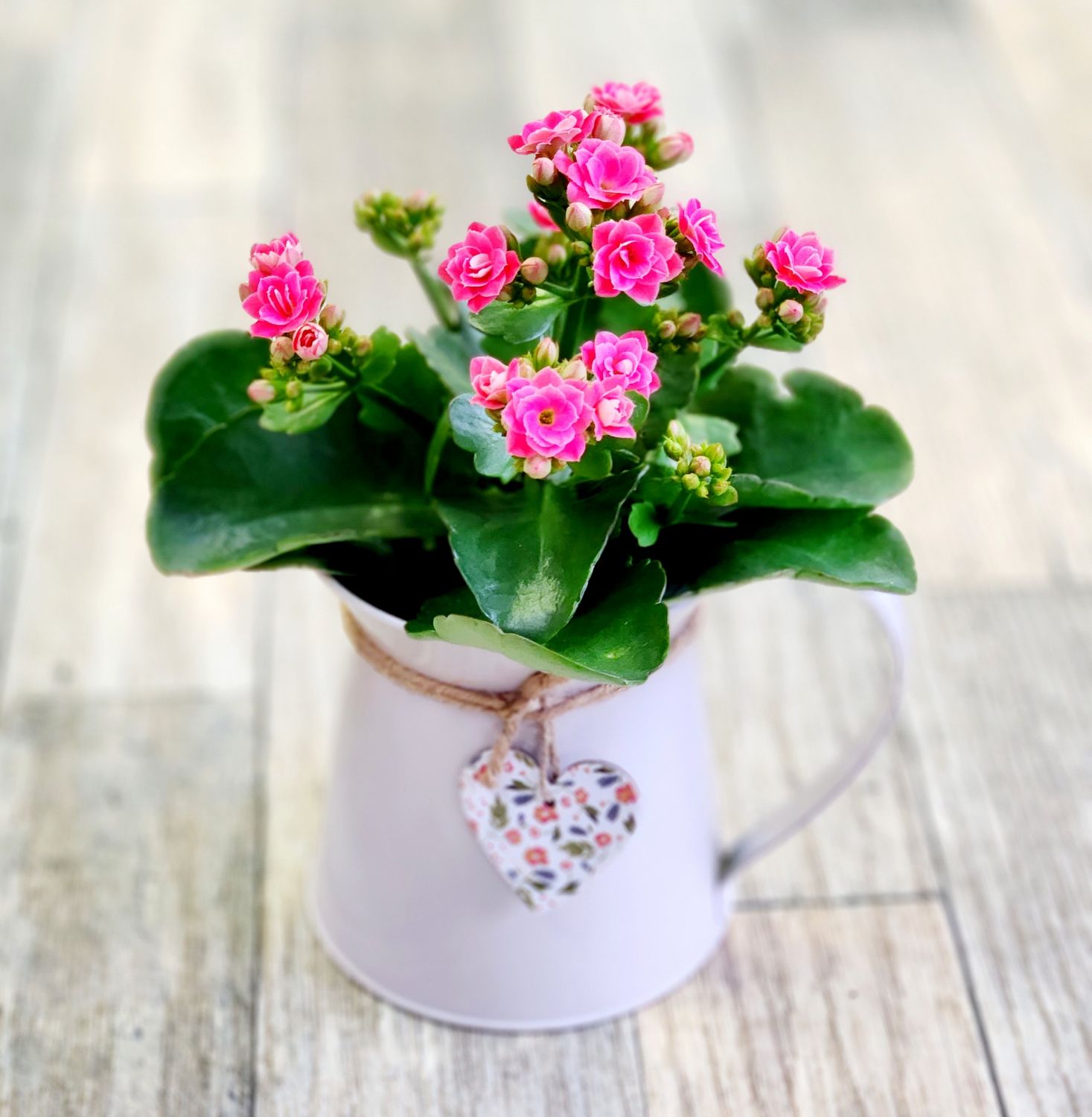 Kalanchoe In Pitcher