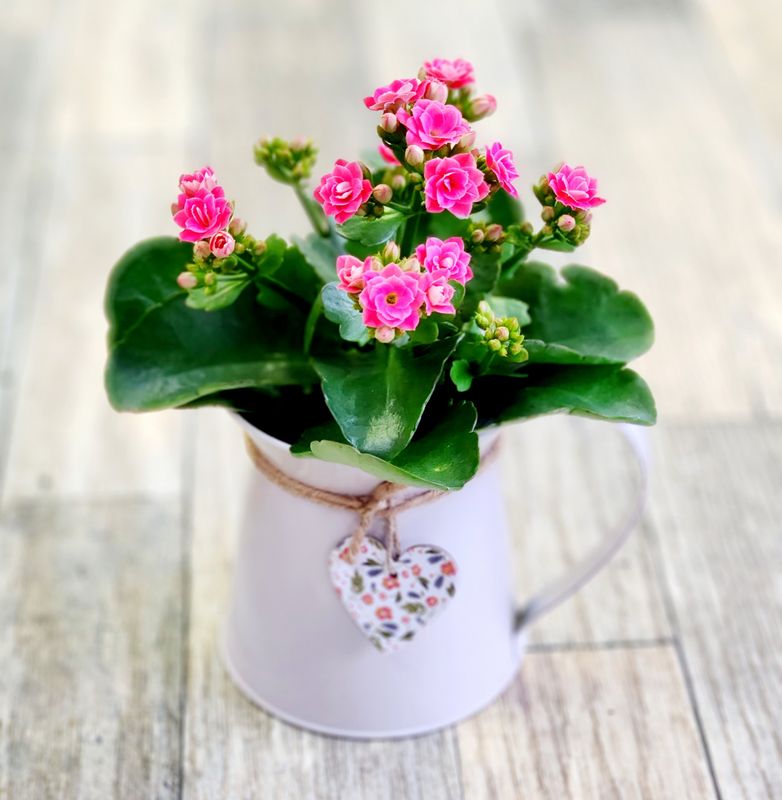 Kalanchoe In Pitcher