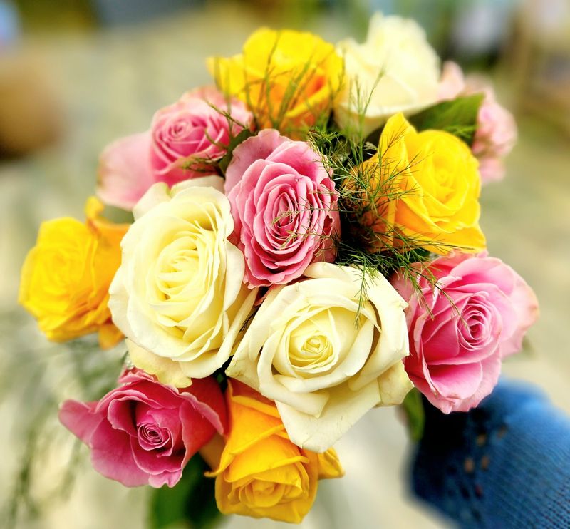 Summer Splash Rose Special