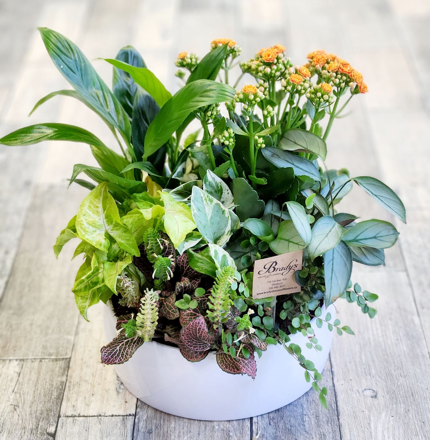 Dish Garden (Lrg)