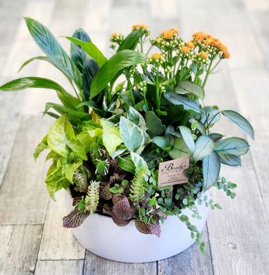 Dish Garden (Lrg)