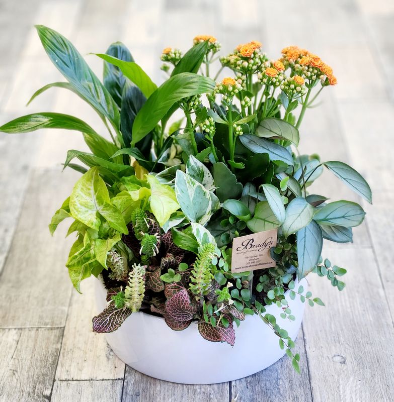 Dish Garden (Lrg)