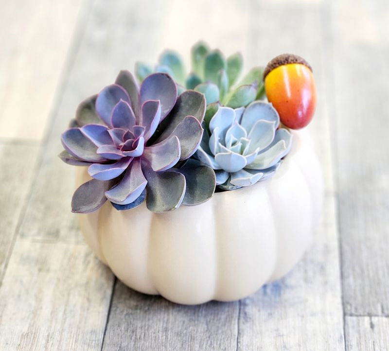 Succulent Dish Garden