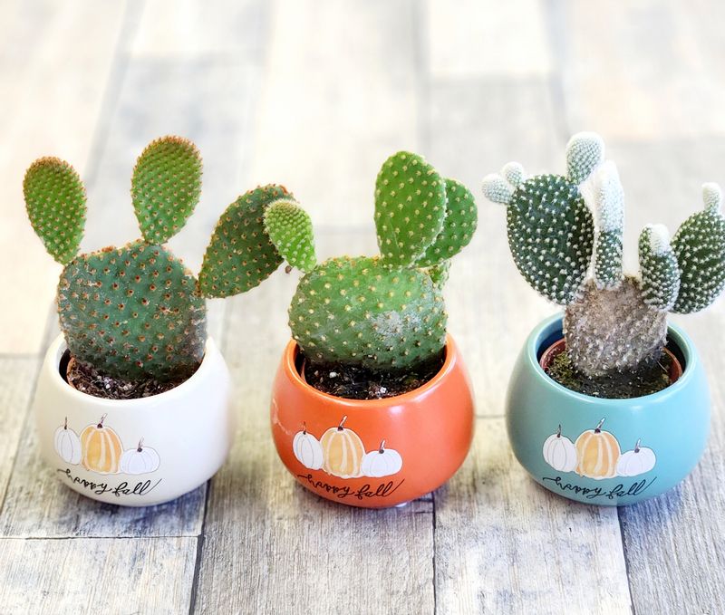 2" Happy Fall Cactus