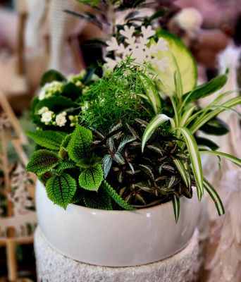 Dish Garden (Lrg)