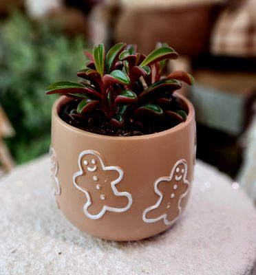 Gingerbread Succulent