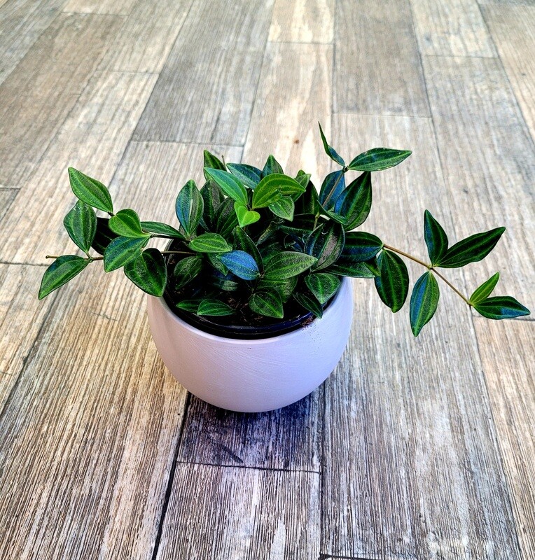 4" Peperomia Funky Frog