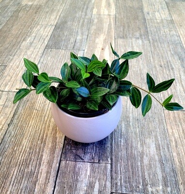 4" Peperomia Funky Frog