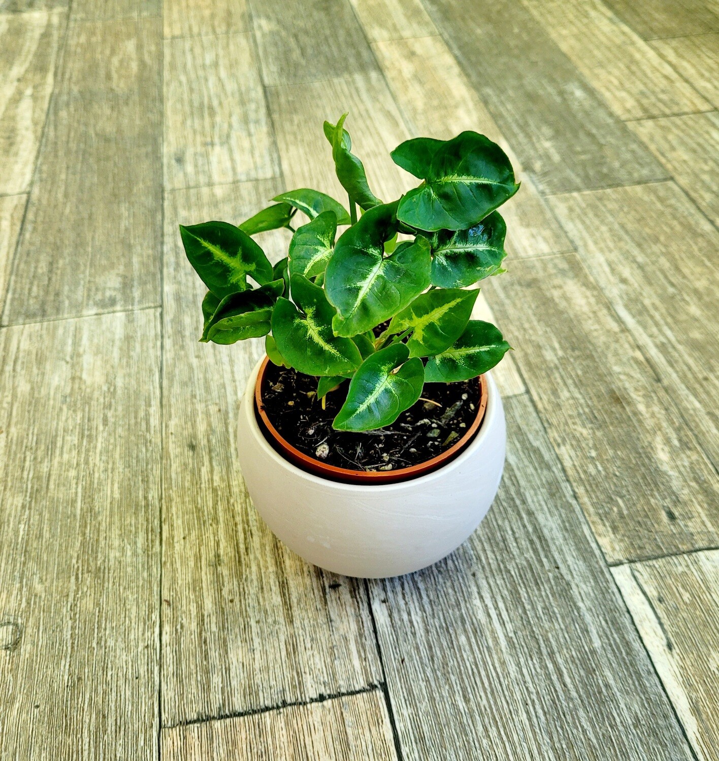 Syngonium Pixie