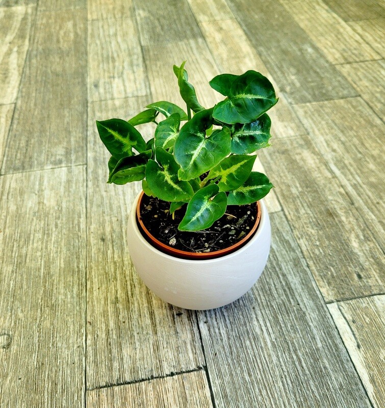 Syngonium Pixie