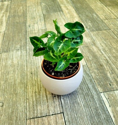 Syngonium Pixie