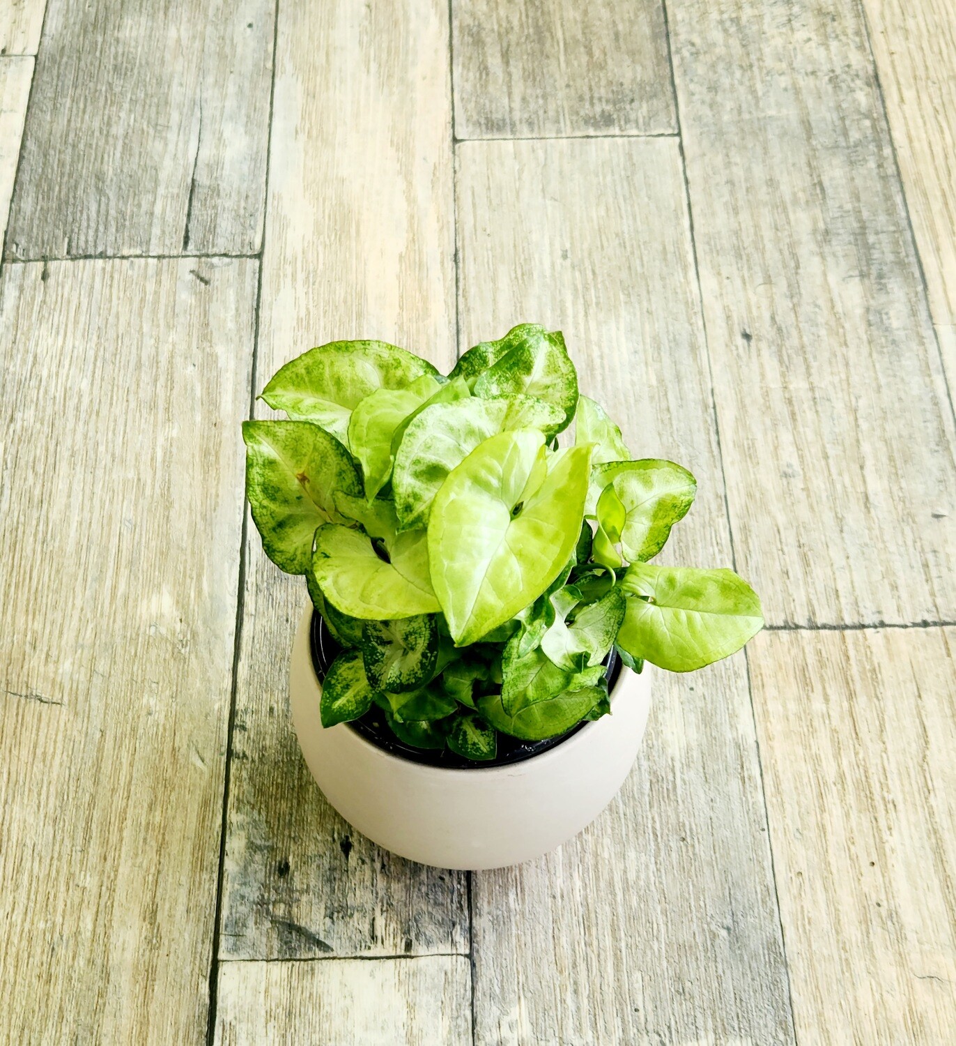 Syngonium Snow White