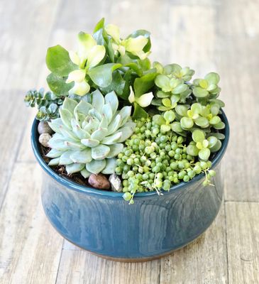 Succulent Dish Garden