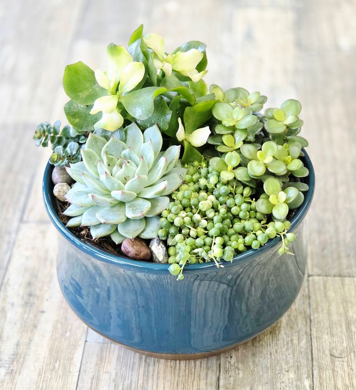 Succulent Dish Garden