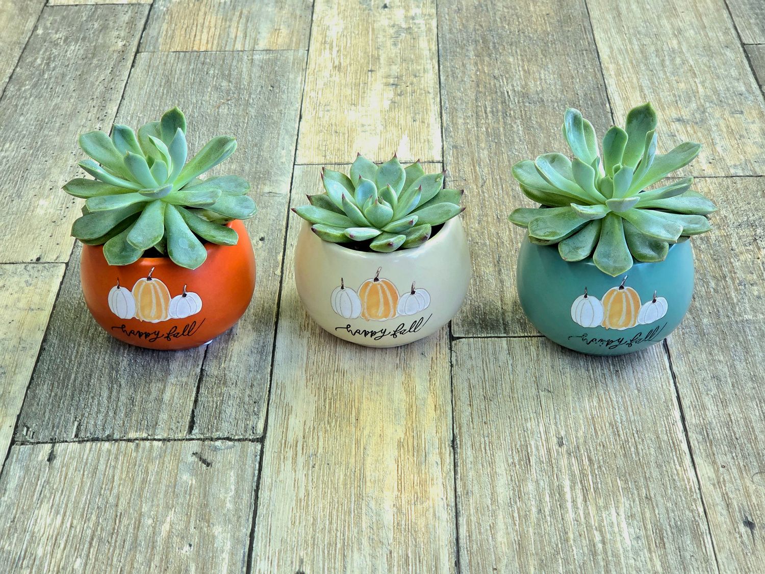 2" Happy Fall Succulent