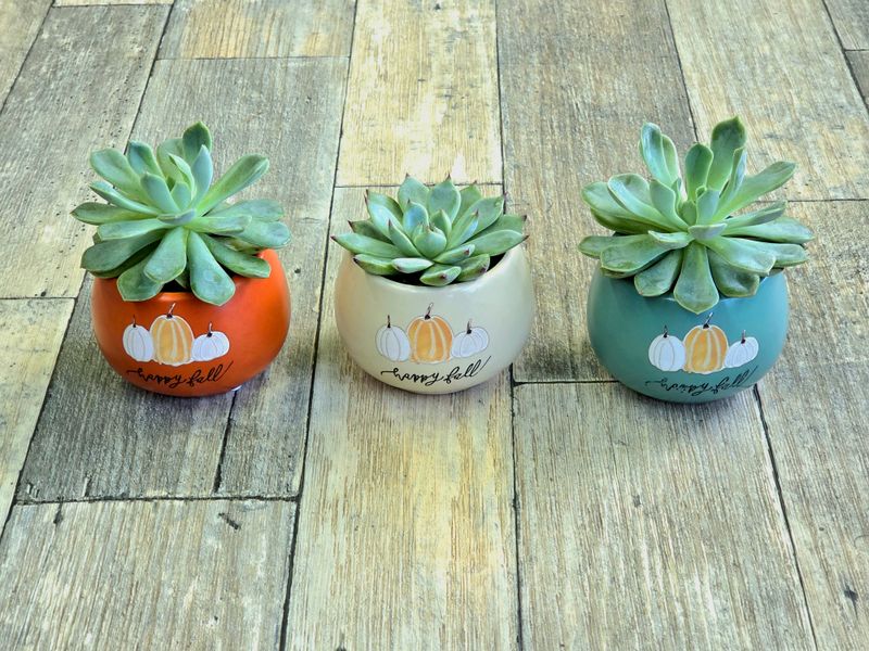 2" Happy Fall Succulent