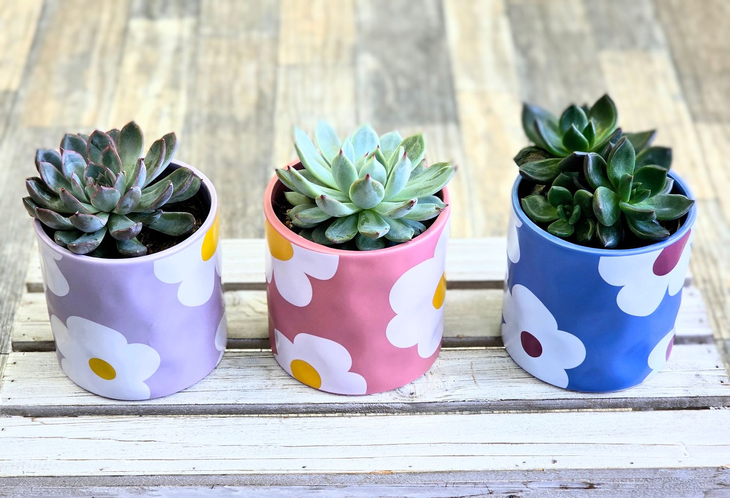 Succulent In Daisy Pot